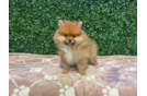 Cute Swergspitz Purebred Puppy