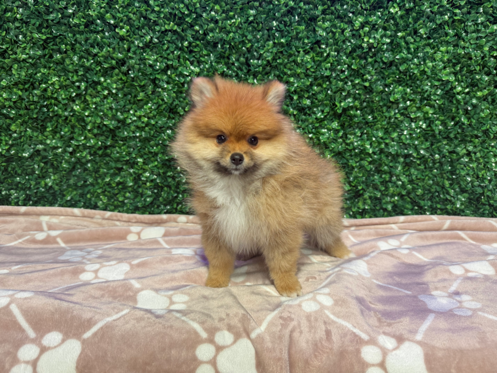 Cute Swergspitz Purebred Puppy