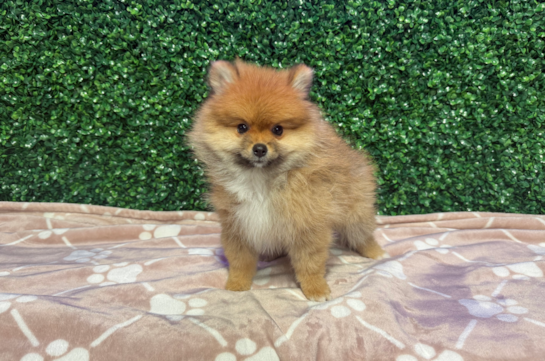 Cute Swergspitz Purebred Puppy