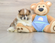 8 week old Pomeranian Puppy For Sale - Windy City Pups