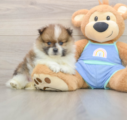 8 week old Pomeranian Puppy For Sale - Windy City Pups