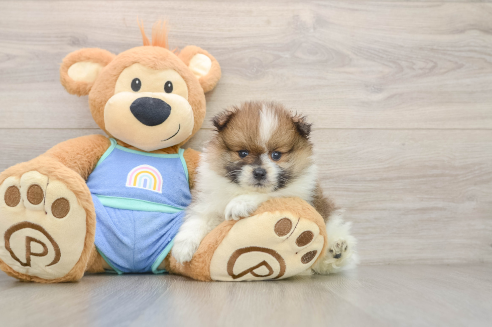 Pomeranian Pup Being Cute