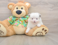 9 week old Pomeranian Puppy For Sale - Windy City Pups