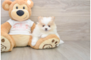 Hypoallergenic Pomeranian Purebred Pup