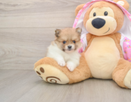 9 week old Pomeranian Puppy For Sale - Windy City Pups