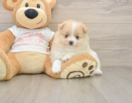 7 week old Pomeranian Puppy For Sale - Windy City Pups