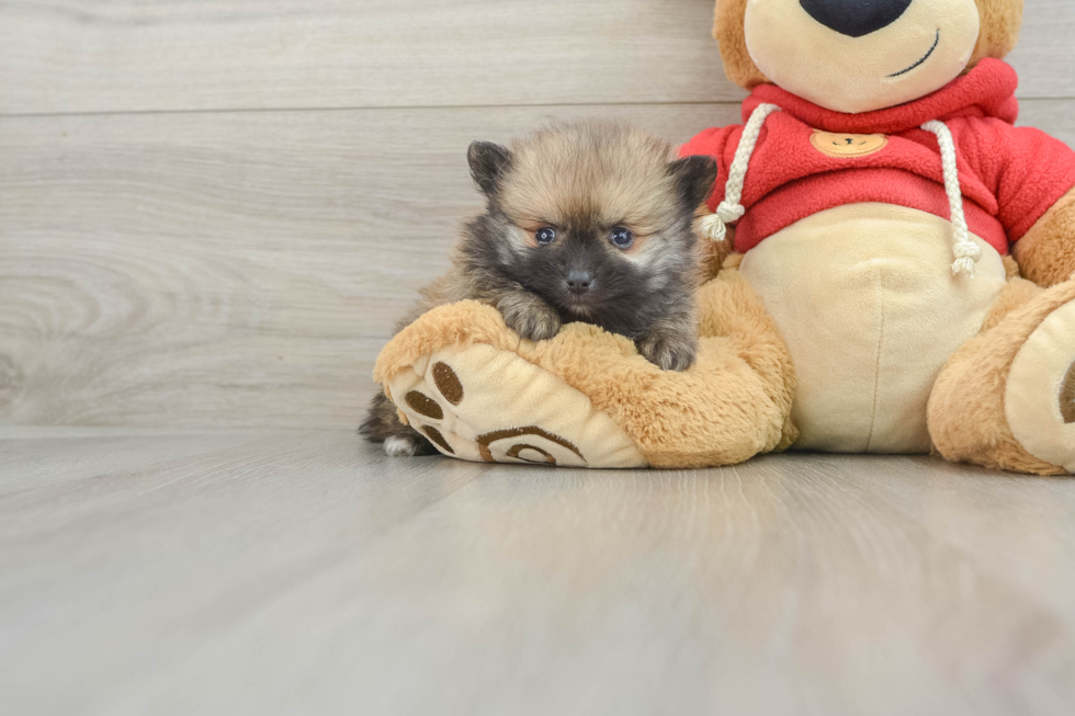 Happy Pom Purebred Puppy