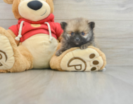 8 week old Pomeranian Puppy For Sale - Windy City Pups