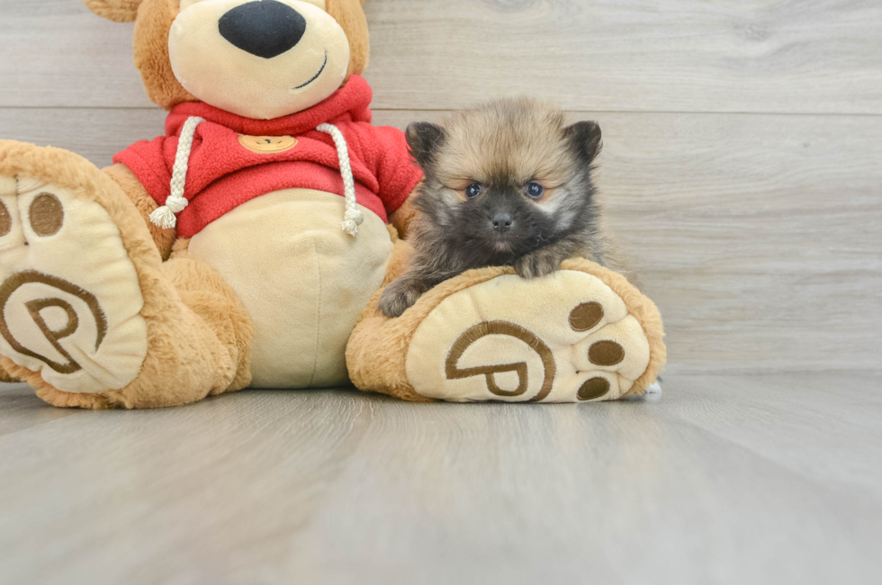 8 week old Pomeranian Puppy For Sale - Windy City Pups