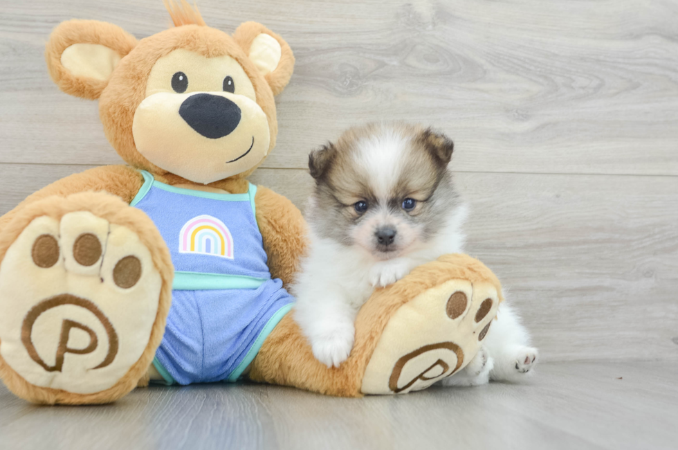 5 week old Pomeranian Puppy For Sale - Windy City Pups