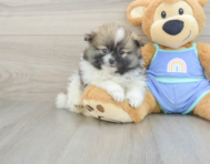8 week old Pomeranian Puppy For Sale - Windy City Pups