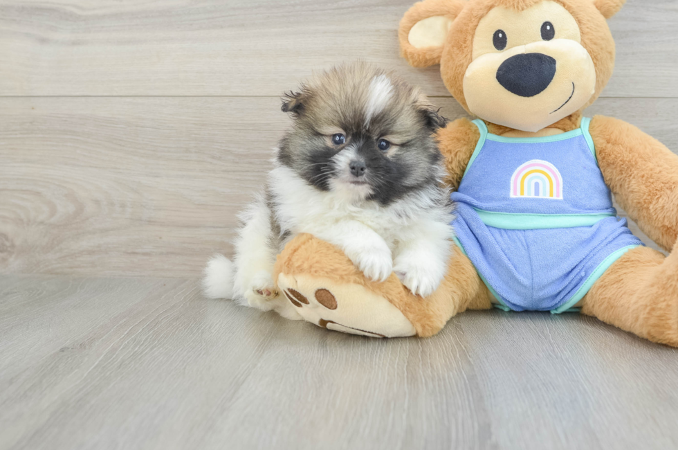 6 week old Pomeranian Puppy For Sale - Windy City Pups