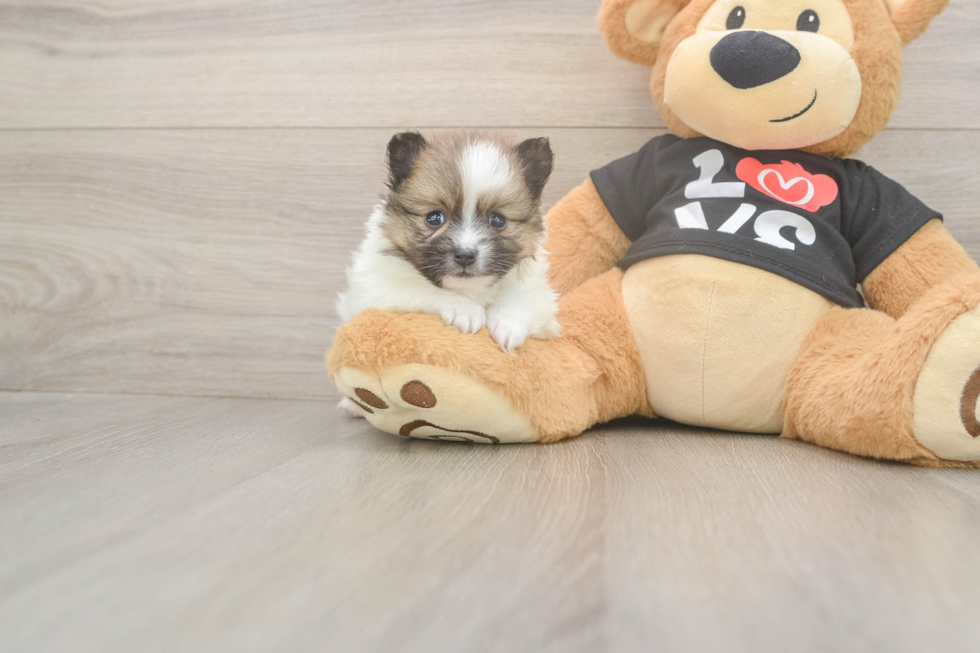 Meet Tristan - our Pomeranian Puppy Photo  2/3 - Windy City Pups Pomeranian Puppy for Adoption