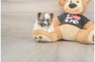 Meet Tristan - our Pomeranian Puppy Photo  2/3 - Windy City Pups Pomeranian Puppy for Adoption