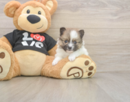 7 week old Pomeranian Puppy For Sale - Windy City Pups