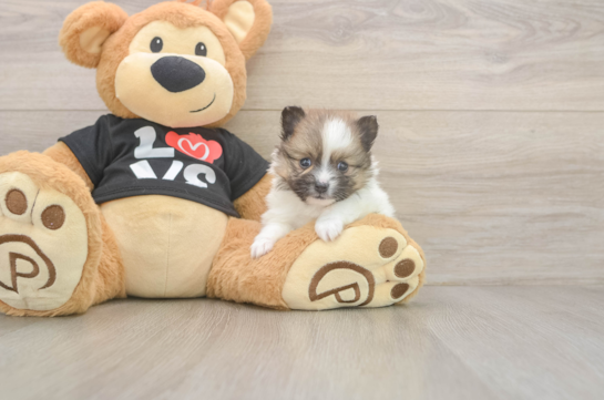 5 week old Pomeranian Puppy For Sale - Windy City Pups Pomeranian Pup Being Cute
