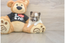 Meet Tristan - our Pomeranian Puppy Photo  1/3 - Windy City Pups Pomeranian Pup Being Cute