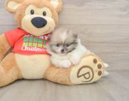 8 week old Pomeranian Puppy For Sale - Windy City Pups