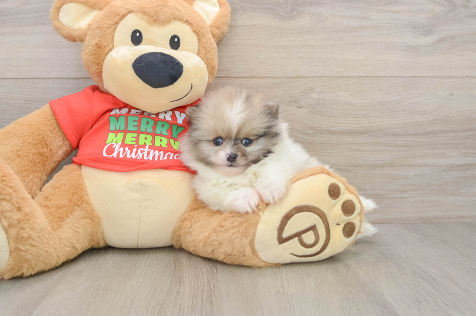6 week old Pomeranian Puppy For Sale - Windy City Pups