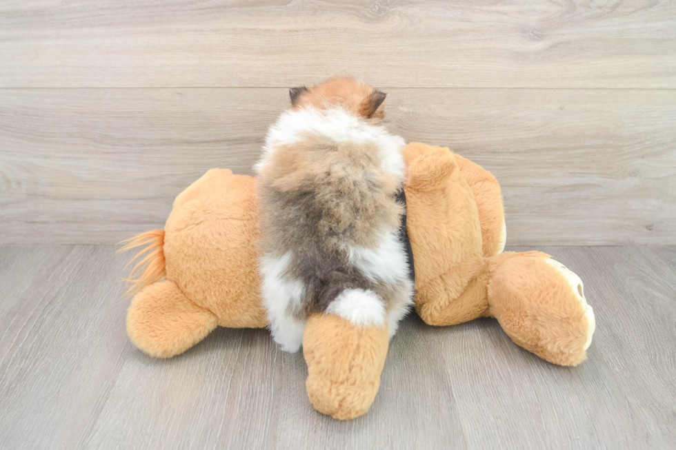 Popular Pomeranian Baby