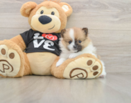 7 week old Pomeranian Puppy For Sale - Windy City Pups