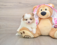 9 week old Pomeranian Puppy For Sale - Windy City Pups