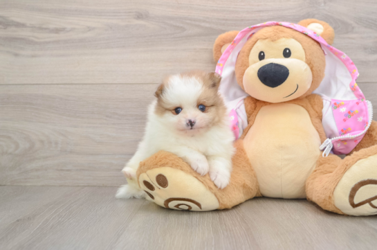 Smart Swergspitz Purebred Puppy