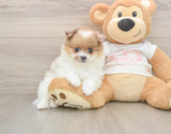 7 week old Pomeranian Puppy For Sale - Windy City Pups