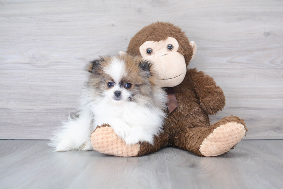 Sweet Pomeranian Purebred Puppy