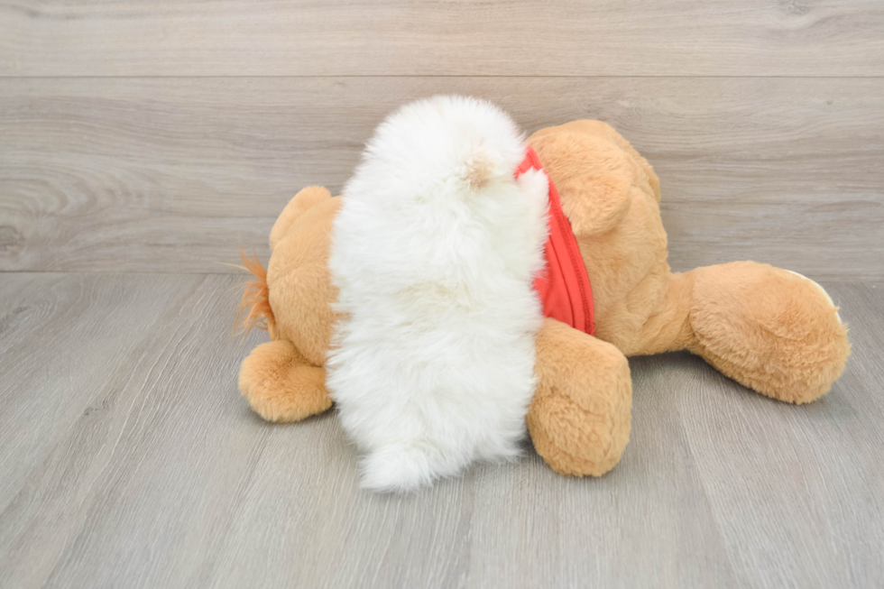 Popular Pomeranian Purebred Pup