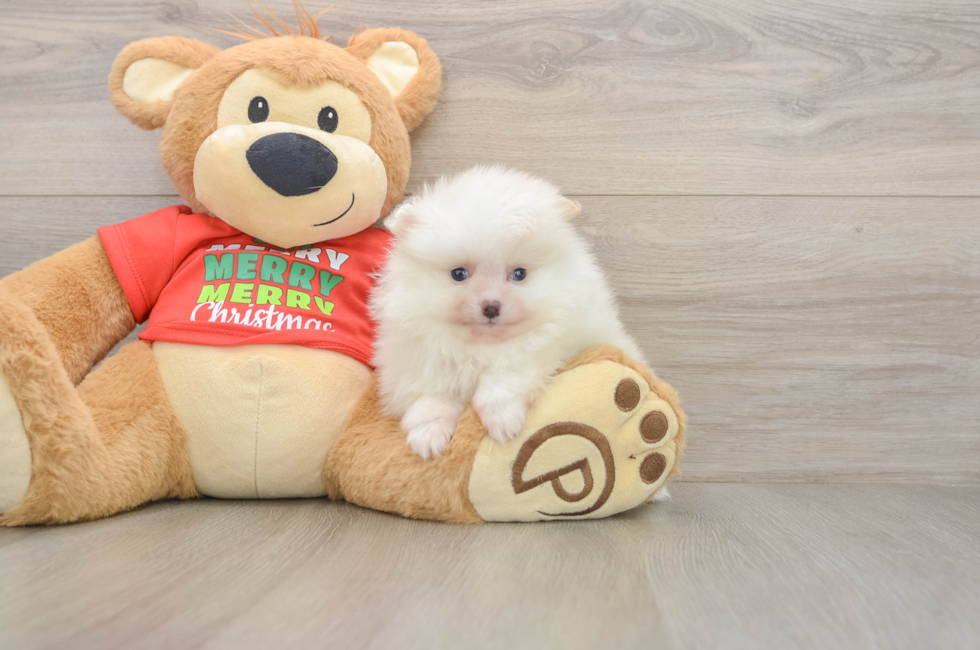 6 week old Pomeranian Puppy For Sale - Windy City Pups