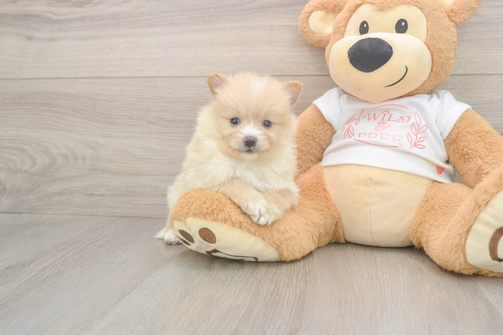 Meet Warren - our Pomeranian Puppy Photo  2/3 - Windy City Pups Best Pomeranian Baby
