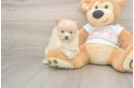 Meet Warren - our Pomeranian Puppy Photo  2/3 - Windy City Pups Best Pomeranian Baby