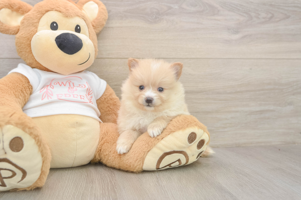 Meet Warren - our Pomeranian Puppy Photo  1/3 - Windy City Pups Pomeranian Puppy for Adoption