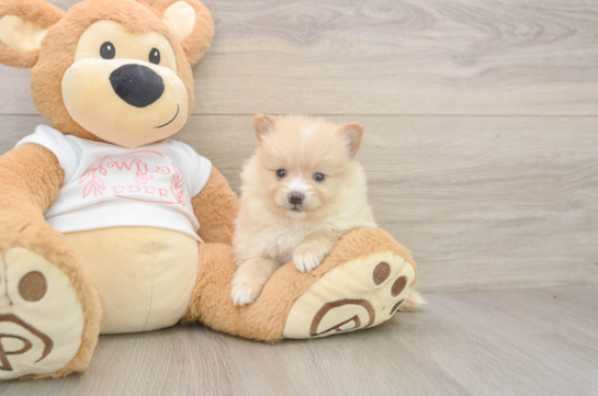 6 week old Pomeranian Puppy For Sale - Windy City Pups Pomeranian Puppy for Adoption