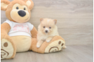 Meet Warren - our Pomeranian Puppy Photo  1/3 - Windy City Pups Pomeranian Puppy for Adoption