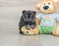 7 week old Pomeranian Puppy For Sale - Windy City Pups