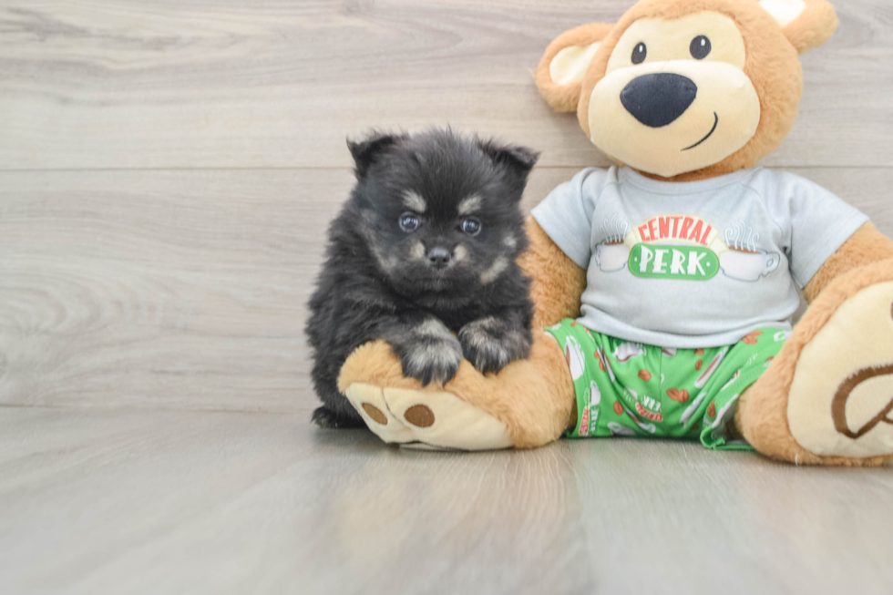 Best Pomeranian Baby