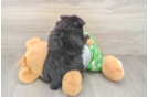 Little Pomeranian Baby