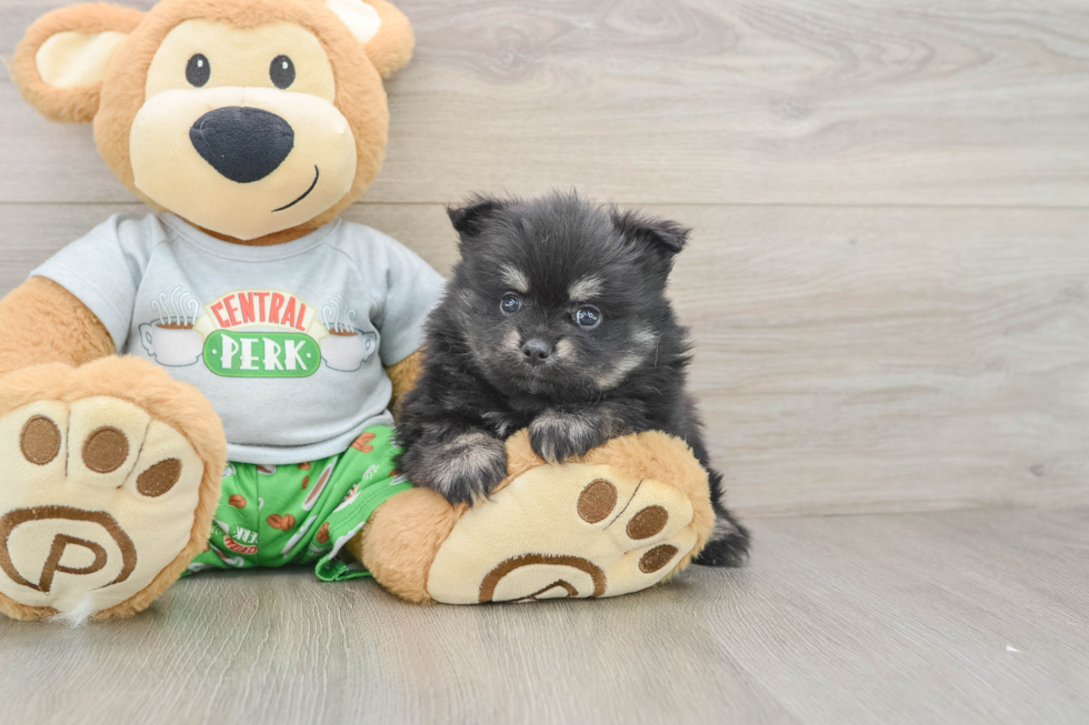 Smart Pom Dog Purebred Puppy