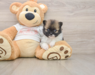 7 week old Pomeranian Puppy For Sale - Windy City Pups