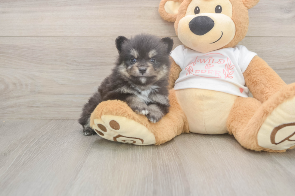 Meet Watts - our Pomeranian Puppy Photo  2/3 - Windy City Pups Best Pomeranian Baby