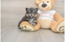 Meet Watts - our Pomeranian Puppy Photo  2/3 - Windy City Pups Best Pomeranian Baby
