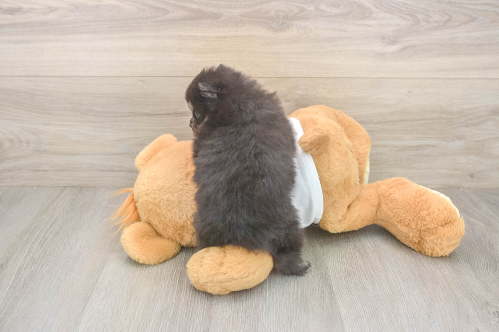 Meet Watts - our Pomeranian Puppy Photo  3/3 - Windy City Pups Pomeranian Pup Being Cute