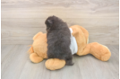 Meet Watts - our Pomeranian Puppy Photo  3/3 - Windy City Pups Pomeranian Pup Being Cute