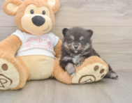 7 week old Pomeranian Puppy For Sale - Windy City Pups