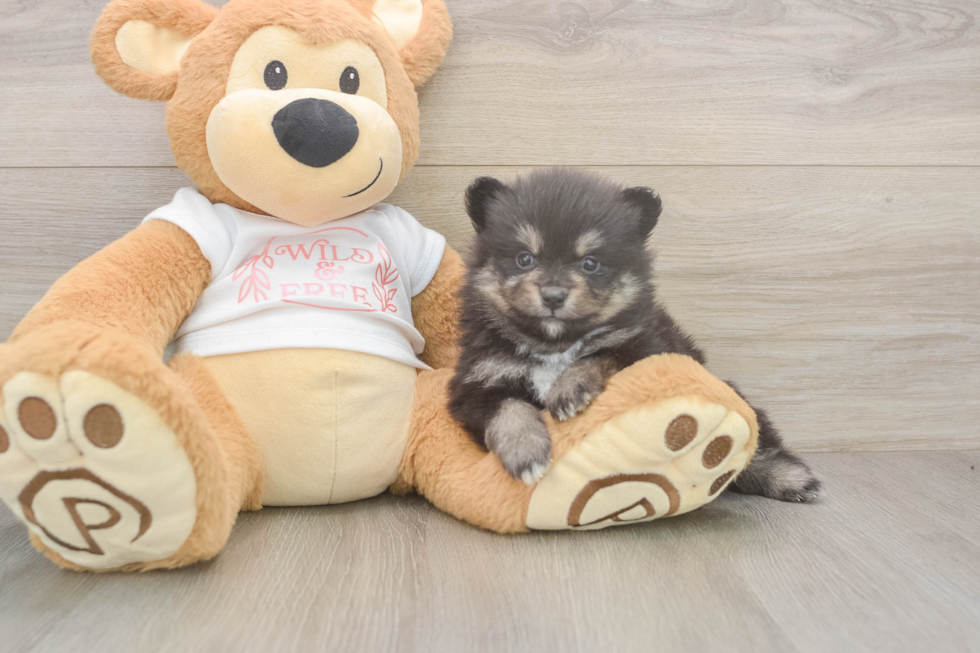 Meet Watts - our Pomeranian Puppy Photo  1/3 - Windy City Pups Little Pomeranian Purebred Pup