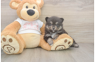 Meet Watts - our Pomeranian Puppy Photo  1/3 - Windy City Pups Little Pomeranian Purebred Pup
