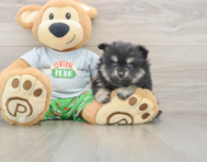 7 week old Pomeranian Puppy For Sale - Windy City Pups