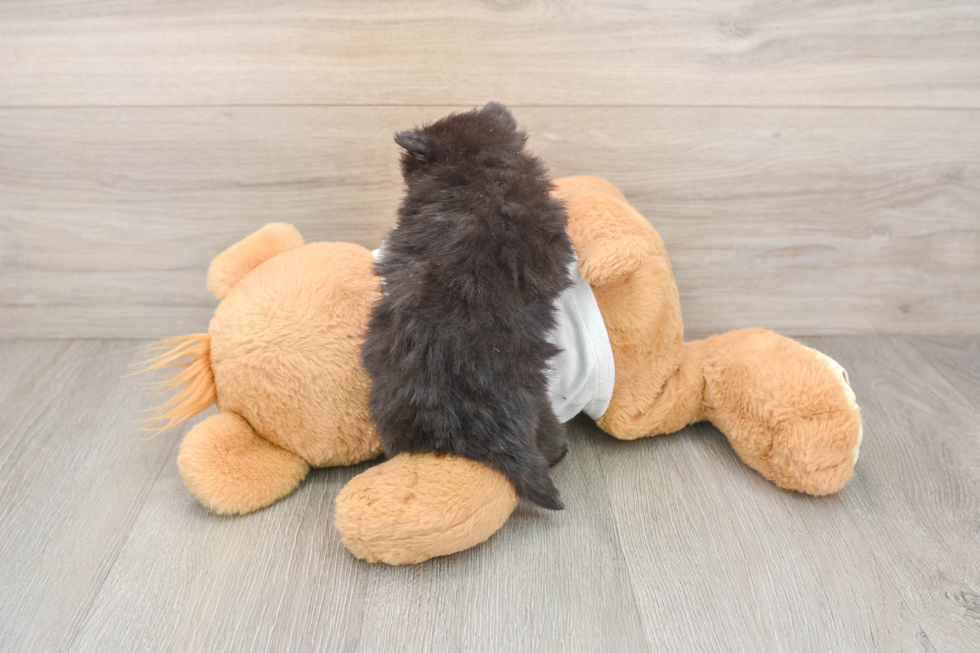 Pomeranian Puppy for Adoption